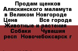 Продам щенков Аляскинского маламута в Великом Новгороде › Цена ­ 5 000 - Все города Животные и растения » Собаки   . Чувашия респ.,Новочебоксарск г.